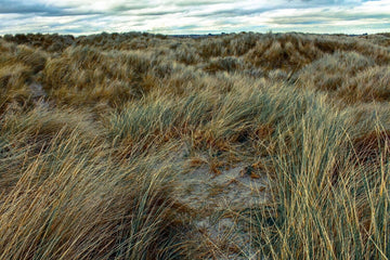 Ireland Grasslands Photography Backdrops IBD-24310
